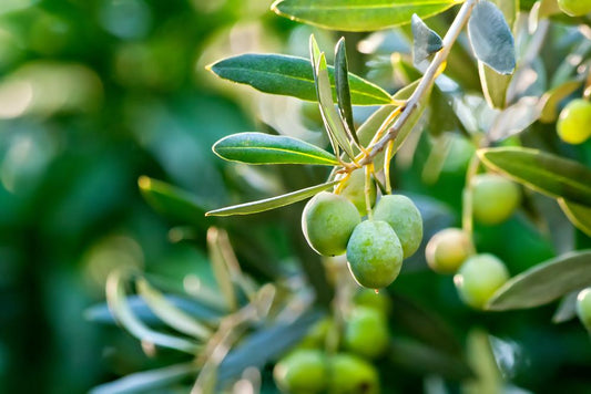 Close up of olives on a branch.
